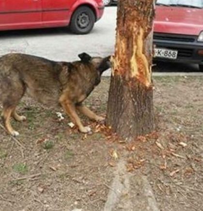 Patrljci umjesto behara i zelenila 