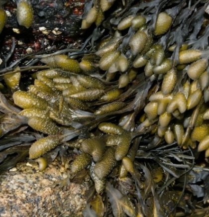 Brown algae is a miracle of nature