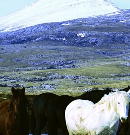 Livanjski divlji konji: Potpuna sloboda plemenitih životinja