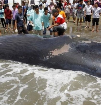 Oko 300 kitova nastradalo u masovnom nasukavanju u Novom Zelandu