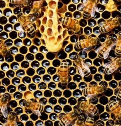Studija: Vraćanjem lokalne flore, vraćaju se i pčele