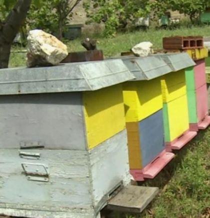 Pčelari Tuzle: Pčelinji fond na području FBiH oštećen za 60 posto