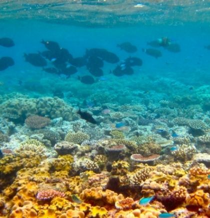 Stradale dvije trećine australskog Velikog koraljnog grebena