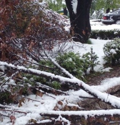 Snijeg bi najveću štetu mogao nanijeti stablima na javnim površinama