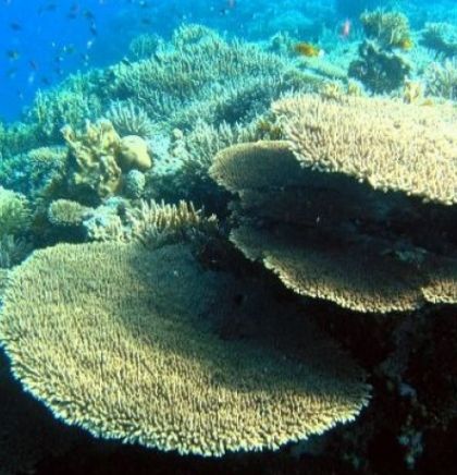 Alarm stručnjaka zbog koralja na Sredozemlju