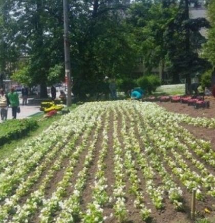 Novim cvjetnim dekorom preduzeće 'Park' ukrašava zelene površine u KS