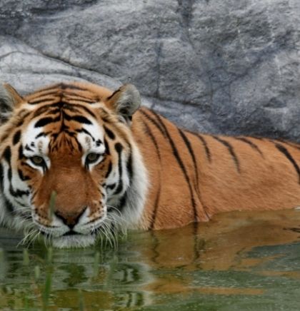 Kina - Obiteljsko planiranje za sibirske tigrove