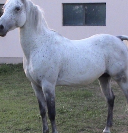 U Visokom 22. jula prva izložba arapskih konja u BiH 