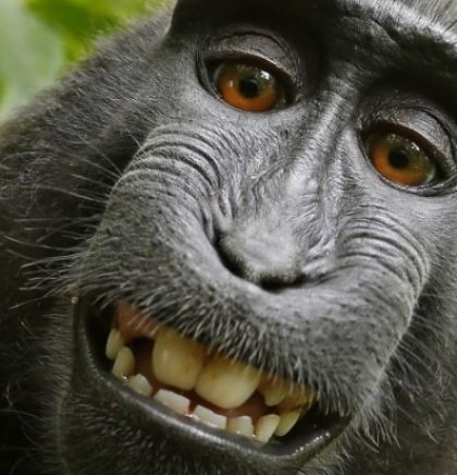 Settlement in the 'monkey selfie' case