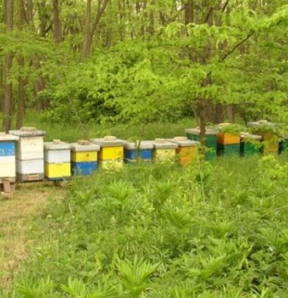 Sajam pčelarstva i pčelarske opreme u Sarajevu od 13. do 17. septembra