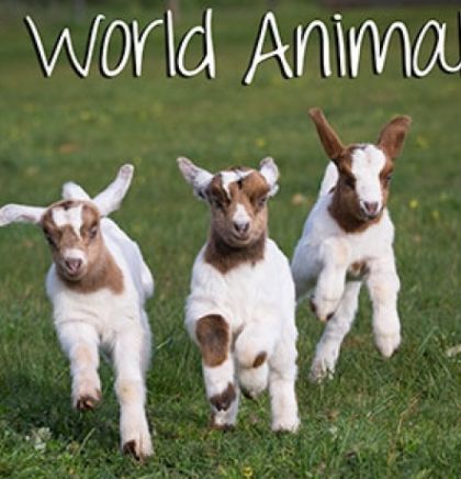 4.10.- Svjetski dan zaštite životinja