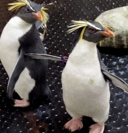Dva žutouha pingvina smještena u bečki zoološki vrt