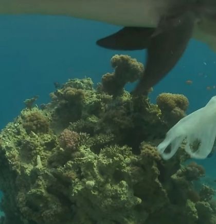 Trećina koraljnih grebena preplavljena plastikom