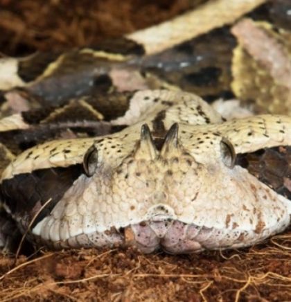 Usred Beča zmija s najdužim otrovnim zubima na svijetu