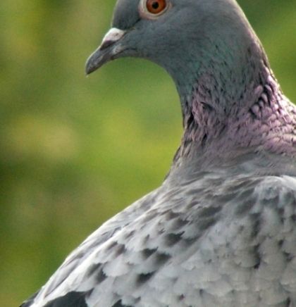 Đozo: Donijeti zakon o zaštiti autohtonih vrsta golubova u BiH