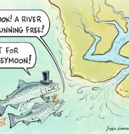 Uklanjanje brana u zamahu, ali nove hidroelektrane prijete migratornim ribama