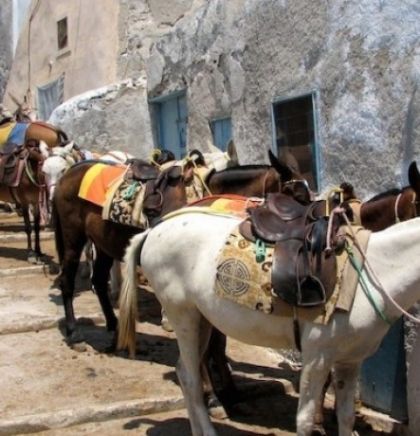 Magarcima na Santoriniju zabranjen prekovremeni rad