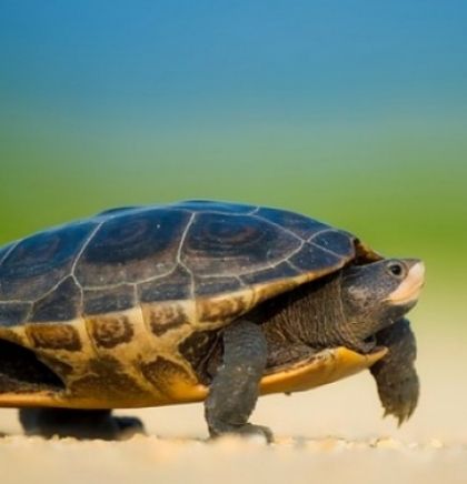 Zatvorena najveća ilegalna farma kornjača u Evropi