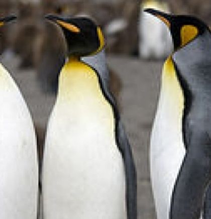 Evidentiran značajan pad u populaciji kraljevskih pingvina