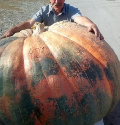 Najveća bundeva u Hrvatskoj teži 420 kilograma