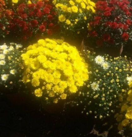 "Park" novim sezonskim cvijećem počinje ukrašavati cvjetne gredice u KS-u