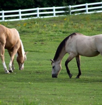Uzgoj konja lipicanera, Nevesinjska olimpijada i osaćanski jezik za UNESCO