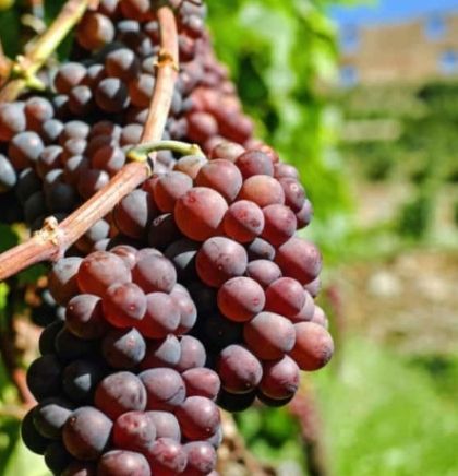 Sabatina 2018 - Veliki uspjeh vinara iz Hercegovine