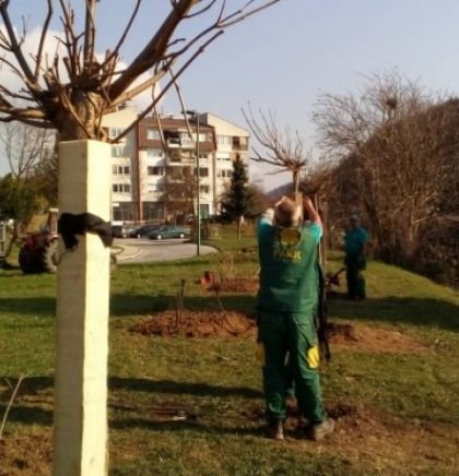 Realizacija projekta "Hortikulturnog unapređenja zelenih površina u KS"