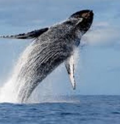 Japan ponovo dozvolio lov na kitove