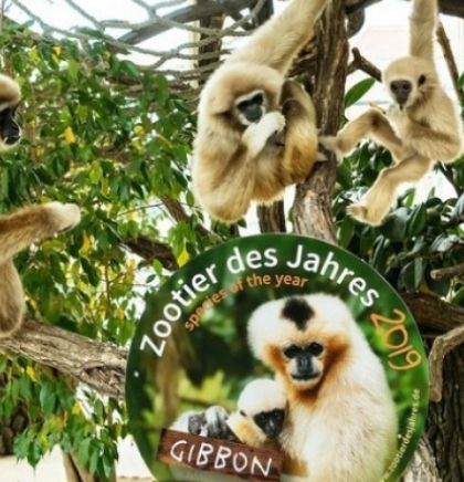 Raspjevani majmuni životinje godine u bečkom zoološkom vrtu
