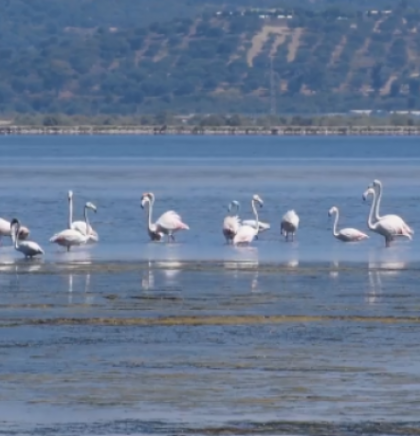 Flamingosi u albanskim lagunama privlače sve više turista