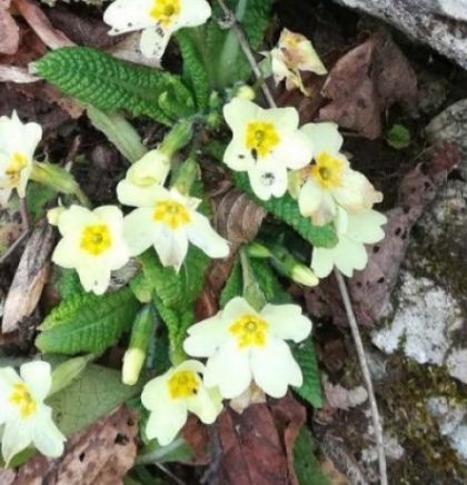 Desetine planinara na Brezovači i Golom brdu, proljetni vjesnici ukrasili šumu