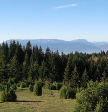 Ekolozi traže da se zaštiti šumsko bogatstvo BiH