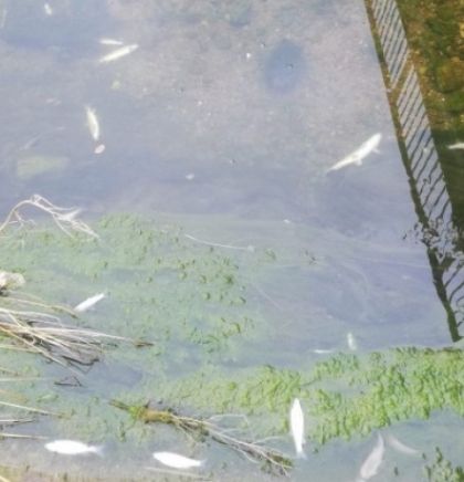 Uginuće ribe u Širokoj rijeci u Banjoj Luci