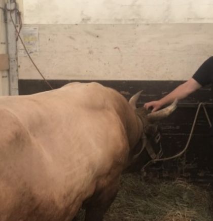 Bik Medonja pobijednik na Čevljanskoj koridi