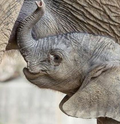 U Tiergarten Schennbrunn na svijet došla prva beba afričkog slona