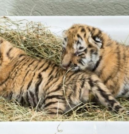 Zoološki vrt Schönbrunn postao privremeni smještaj za dvije bebe tigrova