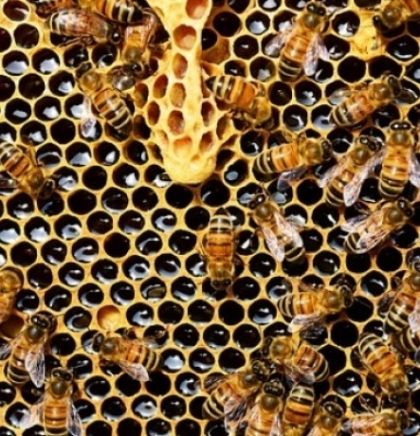 U tri mjeseca uginulo vi&scaron;e od 500 miliona pčela u Brazilu