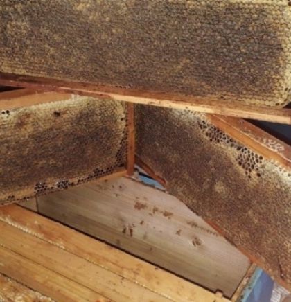 Udruženje 'Vrijesak' čuva tradiciju pčelarstva u Živinicama