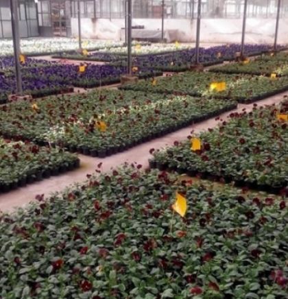 'Park' će i ove jeseni sarajevske zelene povr&scaron;ine urediti sa 100.000 cvjetova