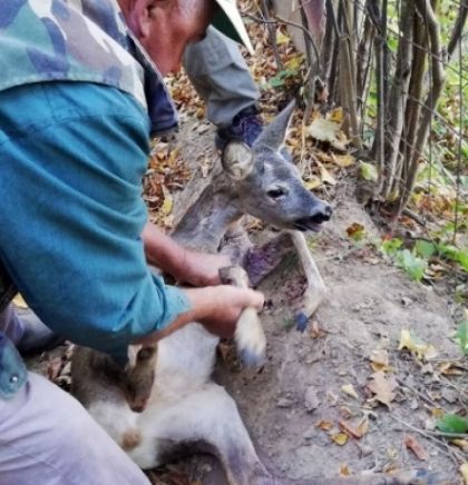 U &scaron;umi iznad vogo&scaron;ćanskog sela Tihovići spa&scaron;ena mlada srna
