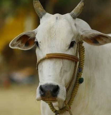 Bik u Indiji pojeo zlatni ukras od 40 grama