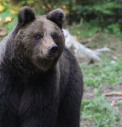 Kuprešaci pozvali ministra Dedića da ih zaštiti od medvjeda