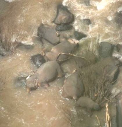 U padu s litice tajlandskog vodopada stradalo 11 slonova