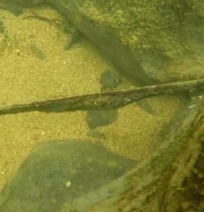 Iz Vrbasa izvađen srednjovjekovni mač, slijedi temeljno či&scaron;ćenje i konzervacija