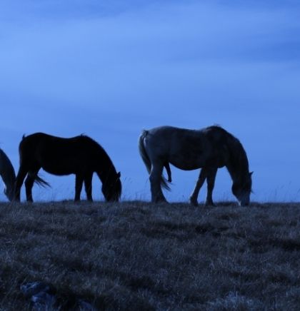 Druženje sa gospodarima livanjske visoravni: Krda divljih konja, tih raskošnih ljepotana