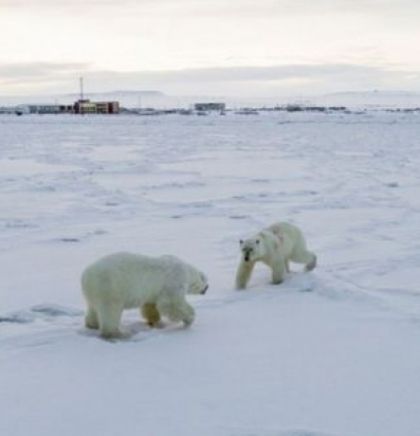 Invazija gladnih polarnih medvjeda u ruskom selu (VIDEO)