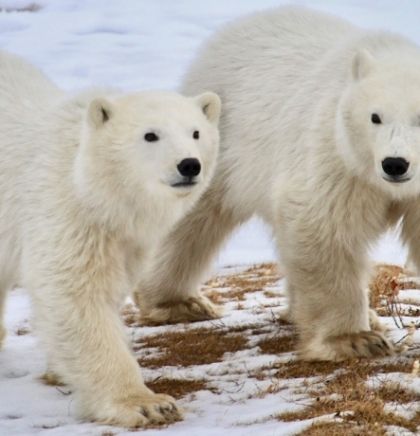 Naučnici kažu da se polarni medvjedi sve češće okreću kanibalizmu