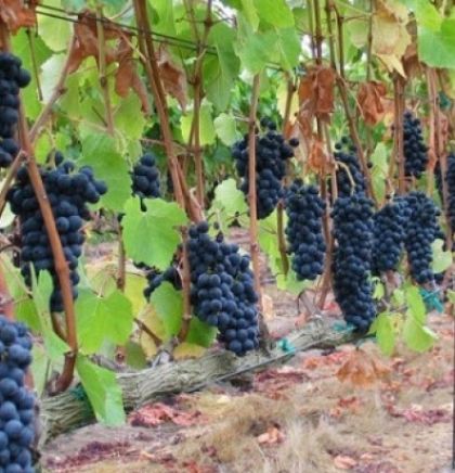 Polovica svjetskih vinograda možda nestane ako se Zemlja zagrije za 2° C