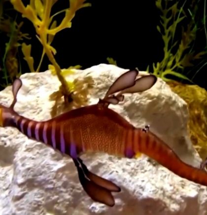 Akvarij u San Diegu prvi put uzgojio rijetku vrstu morskog zmaja